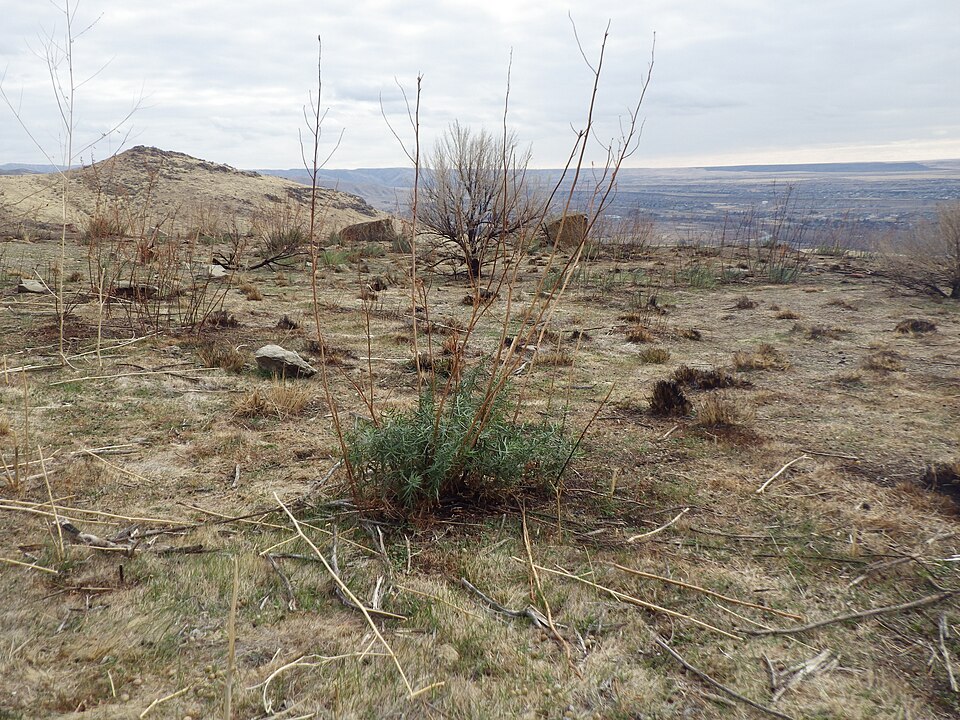 Artemisia dracunculus (French Tarragon) (alternate view 8)