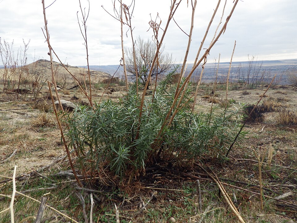 Artemisia dracunculus (French Tarragon) (alternate view 9)