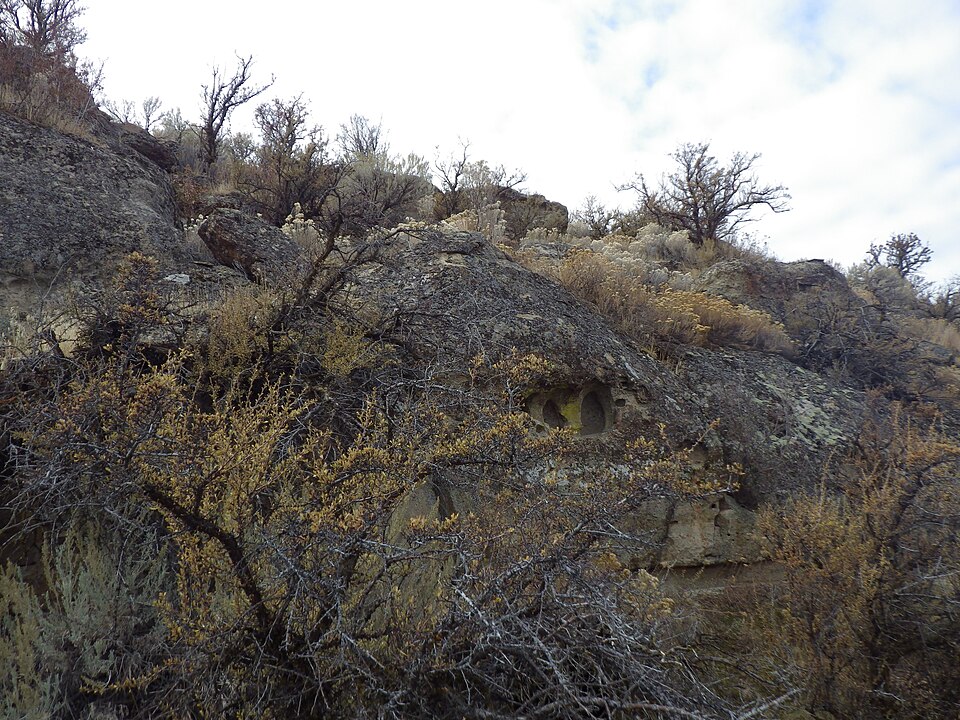 Purshia tridentata (Antelope Bitterbrush) (alternate view 9)