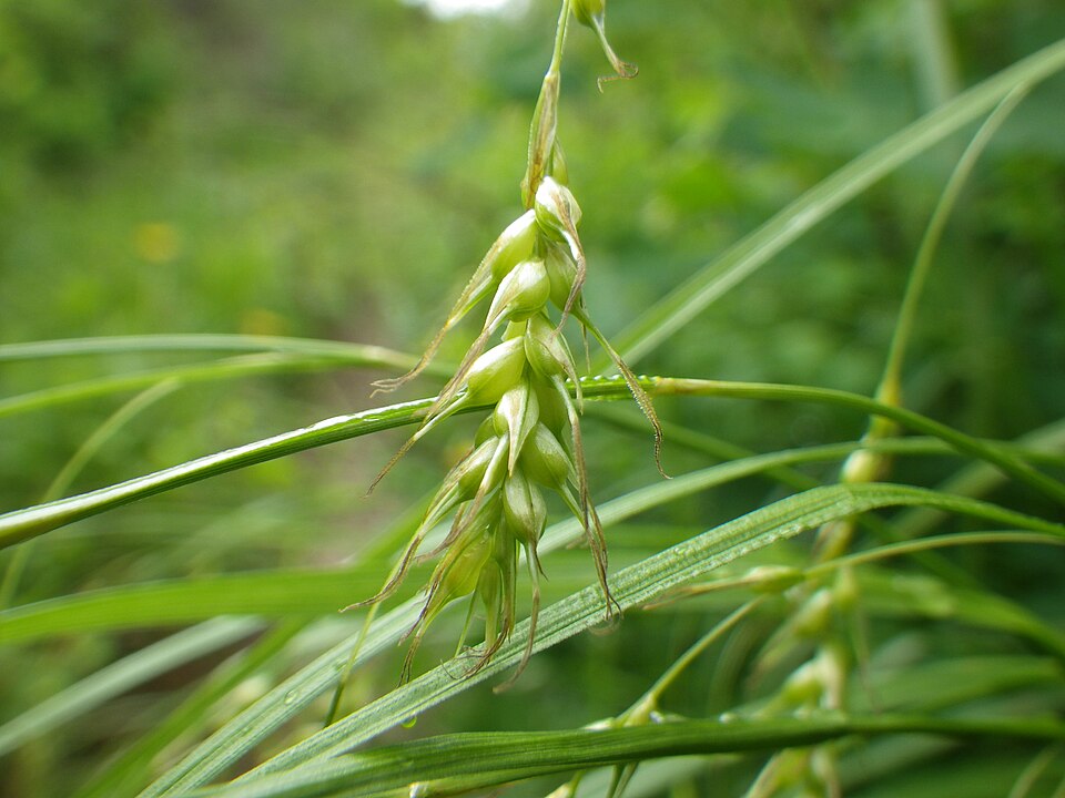 Carex sprengelii (Sprengel's Sedge) (alternate view 7)