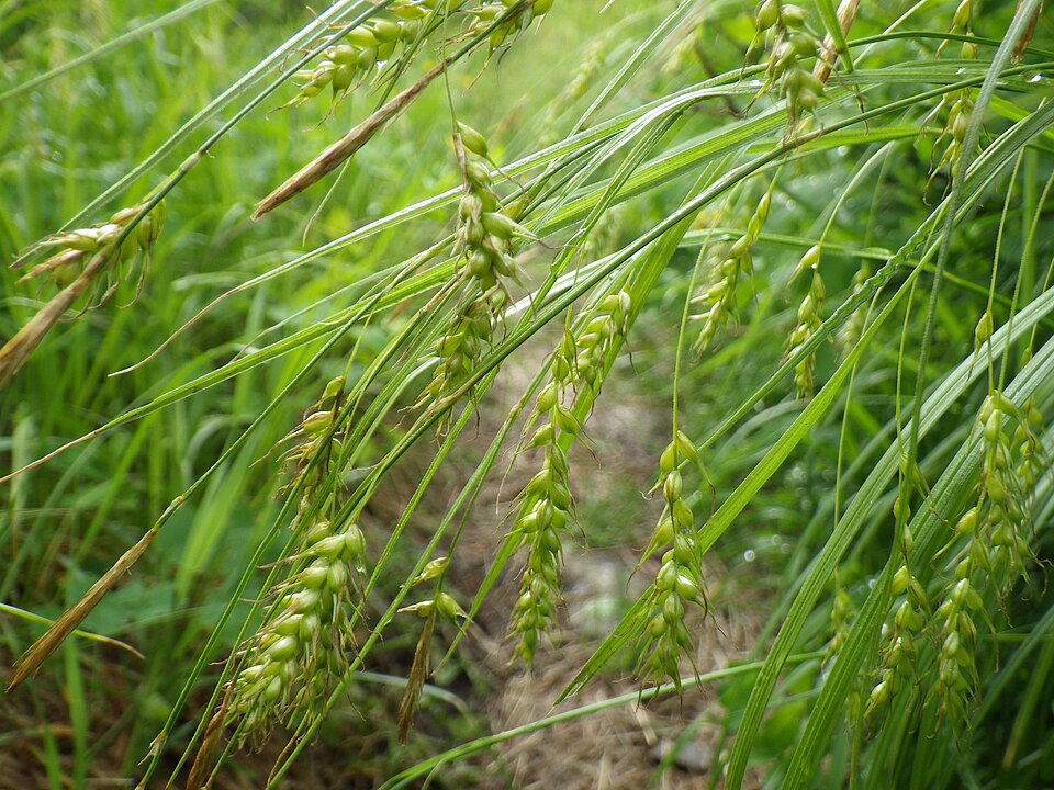 Carex sprengelii (Sprengel's Sedge) (alternate view 8)