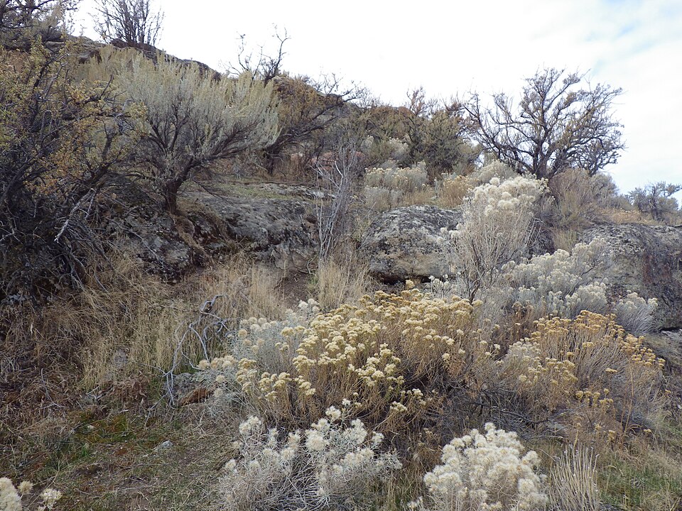 Purshia tridentata (Antelope Bitterbrush) (alternate view 10)