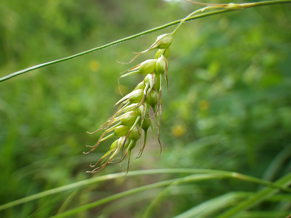 Carex sprengelii (Sprengel's Sedge) (alternate view 9)
