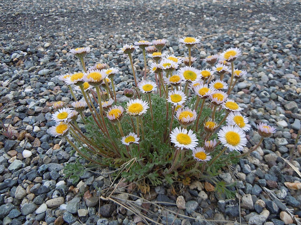 Erigeron compositus (cut-leaf fleabane) (alternate view 7)