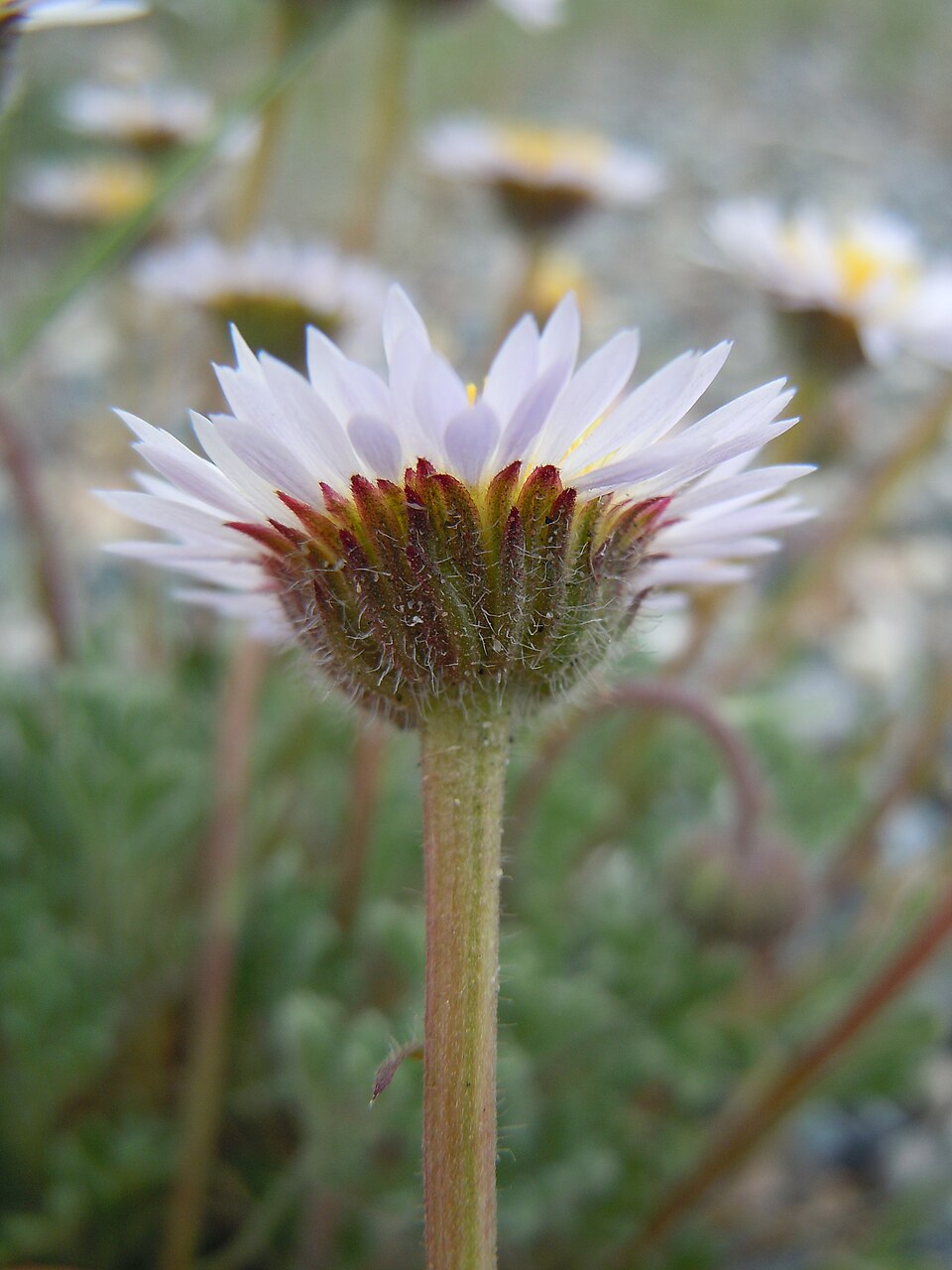 Erigeron compositus (cut-leaf fleabane) (alternate view 8)