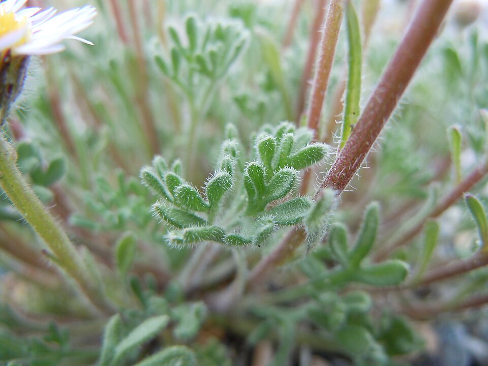 Erigeron compositus (cut-leaf fleabane) (alternate view 9)
