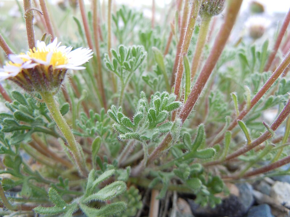 Erigeron compositus (cut-leaf fleabane) (alternate view 10)