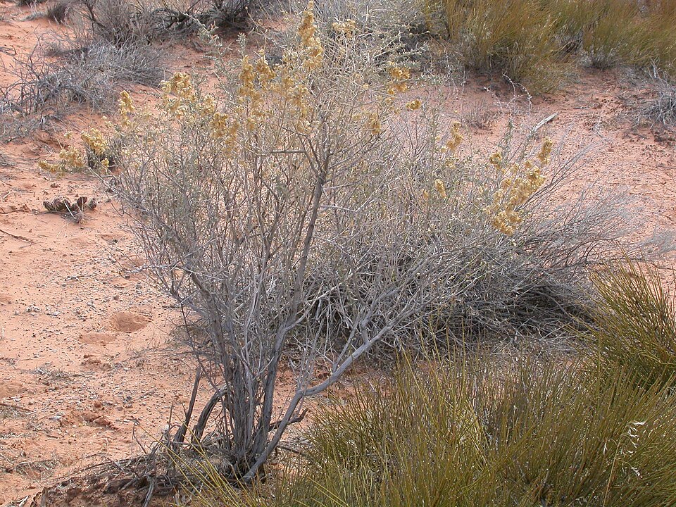 Atriplex canescens (Fourwing Saltbush) (alternate view 3)