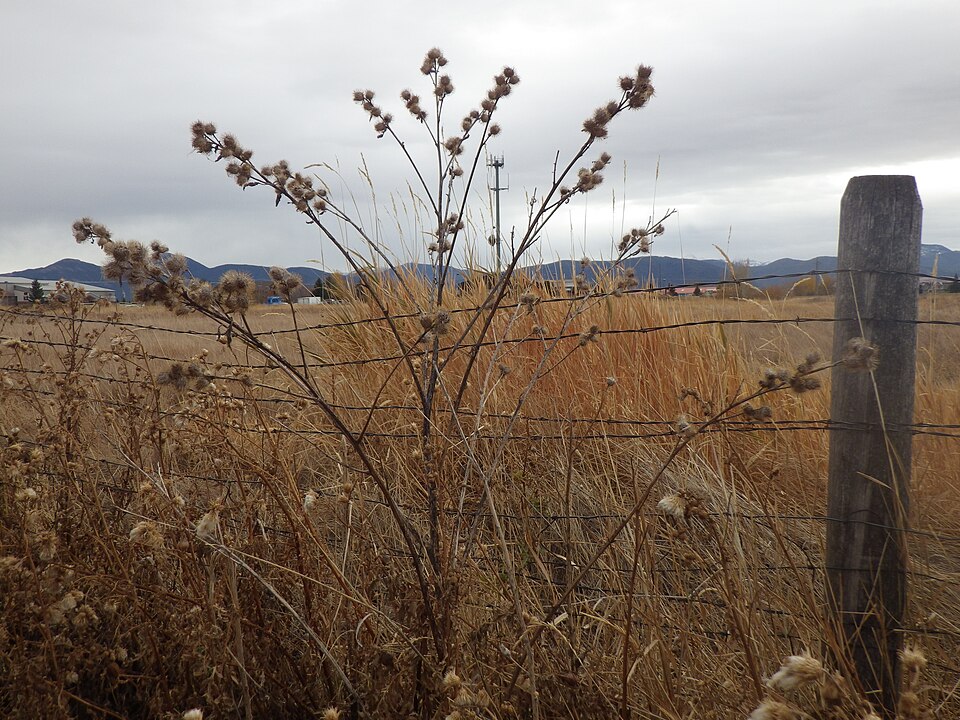 Arctium minus (burrdock) (alternate view 6)
