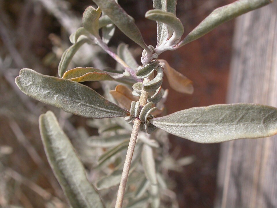 Atriplex canescens (Fourwing Saltbush) (alternate view 4)