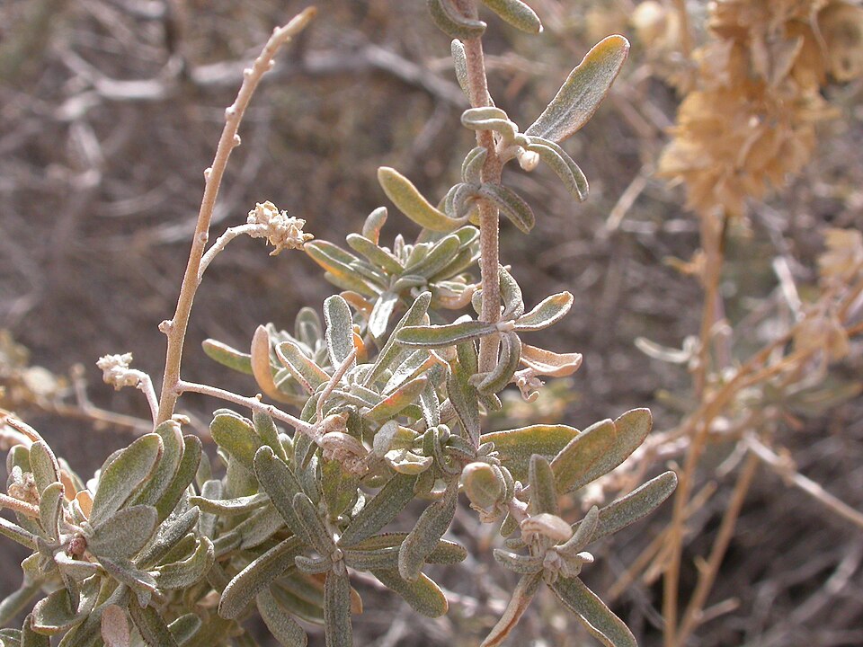 Atriplex canescens (Fourwing Saltbush) (alternate view 5)