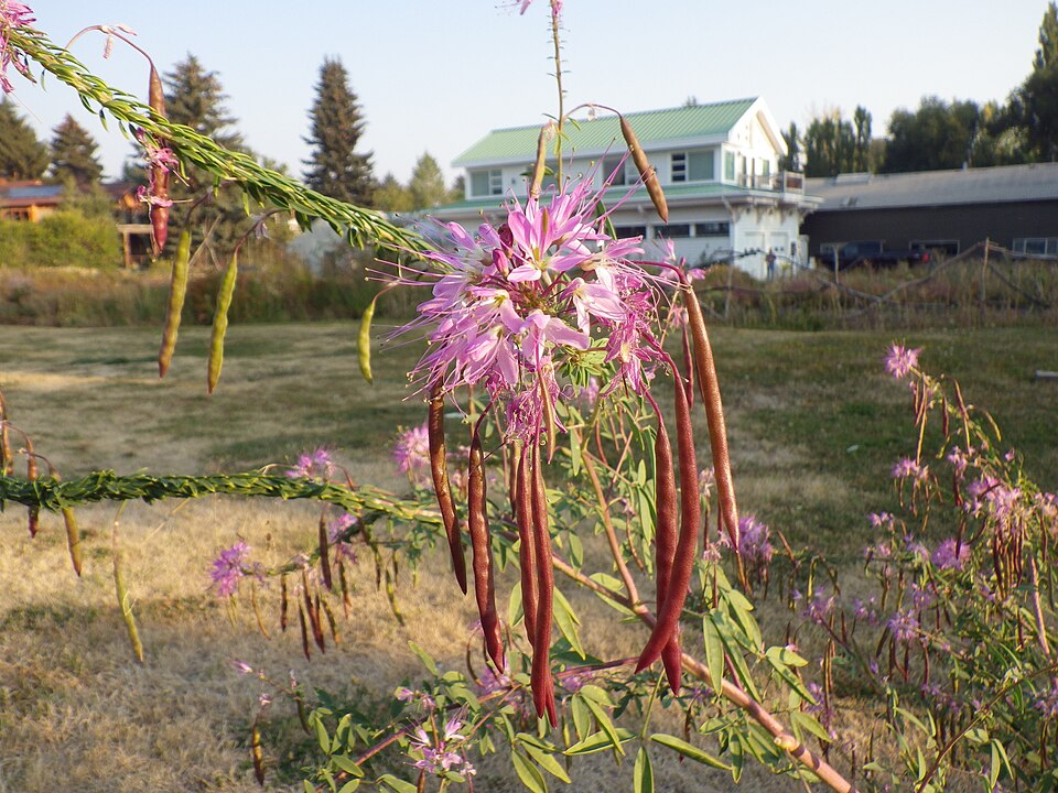 Cleomella serrulata (Rocky Mountain Beeplant) (alternate view 6)