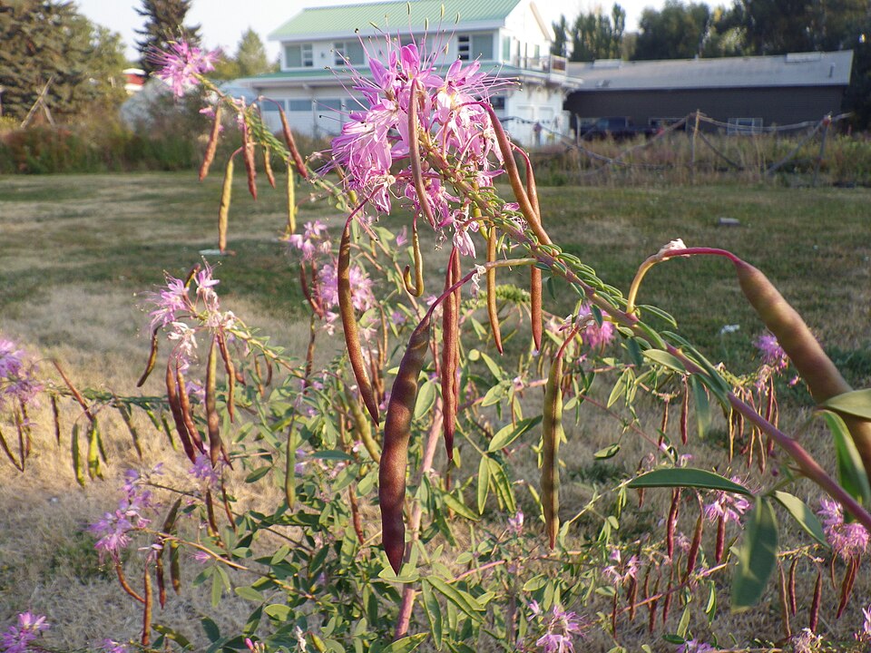 Cleomella serrulata (Rocky Mountain Beeplant) (alternate view 7)