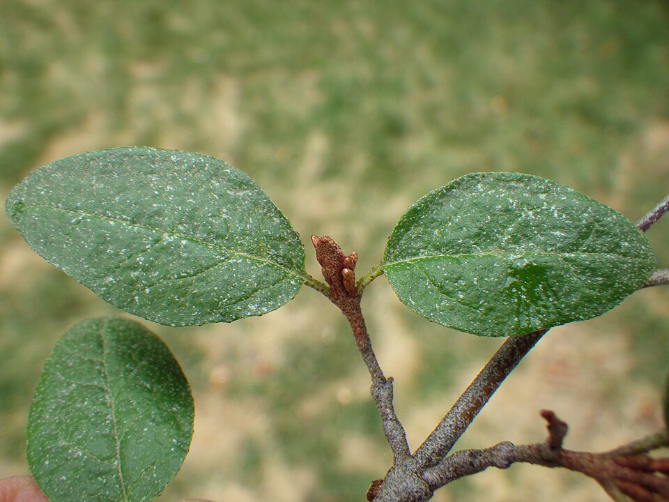 Shepherdia canadensis (Russet Buffaloberry) (alternate view 6)