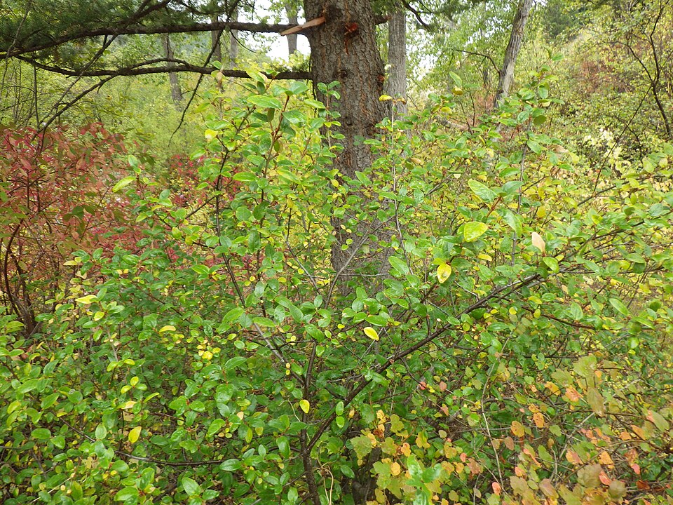 Shepherdia canadensis (Russet Buffaloberry) (alternate view 7)