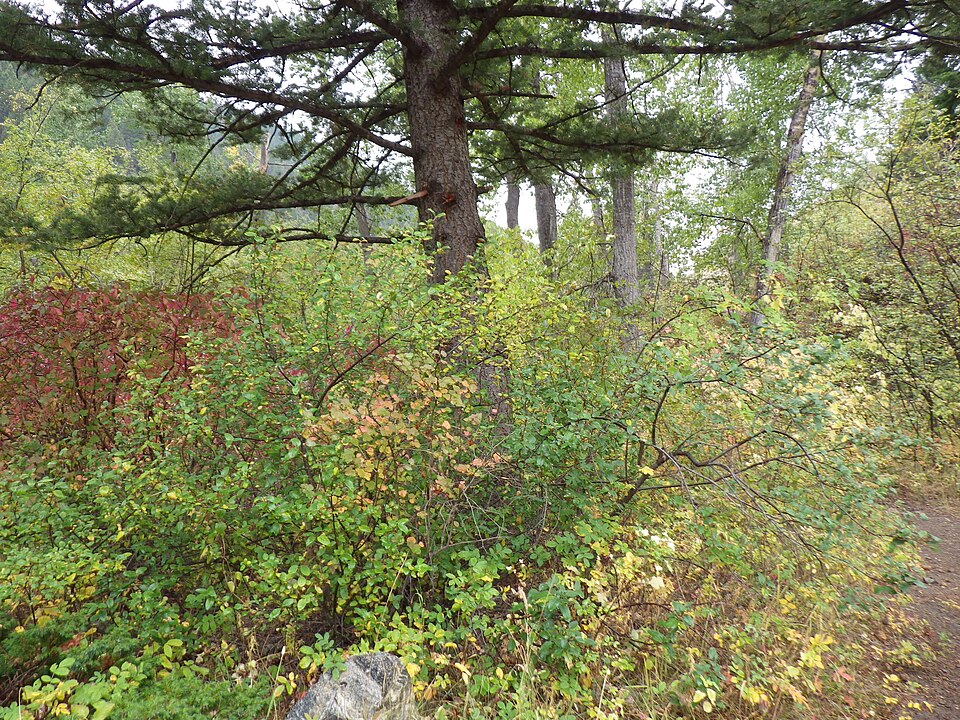 Shepherdia canadensis (Russet Buffaloberry) (alternate view 8)