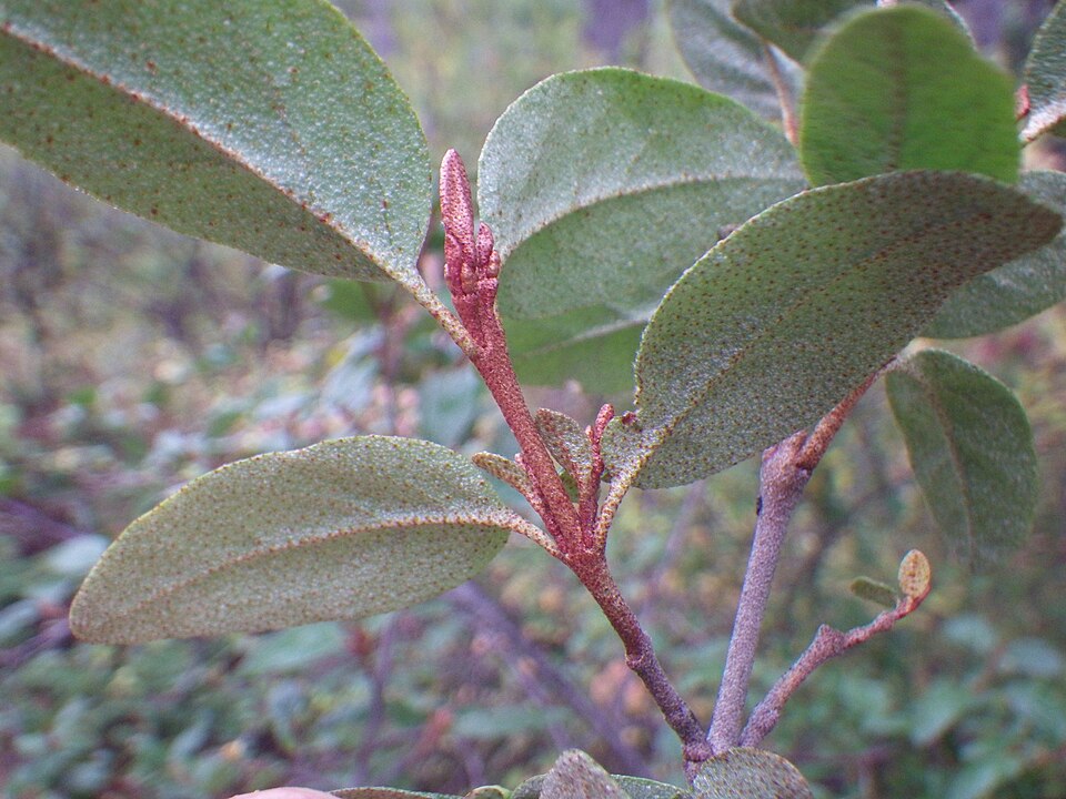 Shepherdia canadensis (Russet Buffaloberry) (alternate view 9)