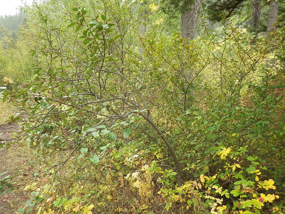Shepherdia canadensis (Russet Buffaloberry) (alternate view 10)
