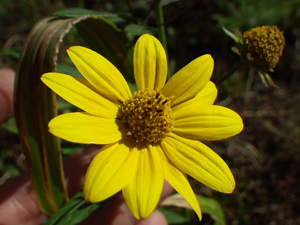 Heliomeris multiflora (showy goldeneye) (alternate view 7)