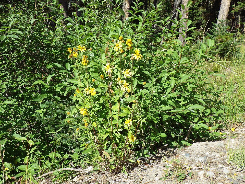 Heliomeris multiflora (showy goldeneye) (alternate view 8)