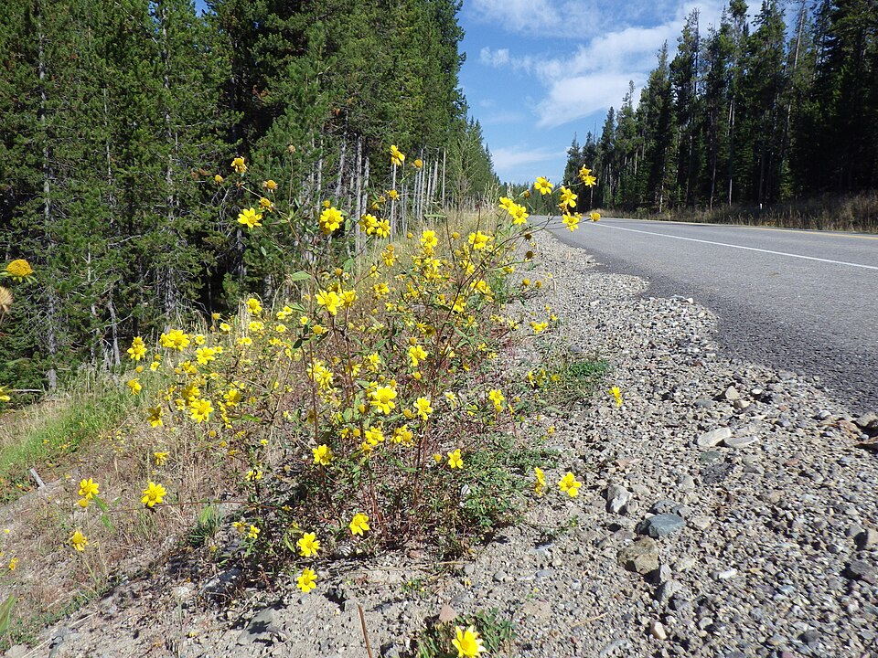 Heliomeris multiflora (showy goldeneye) (alternate view 10)