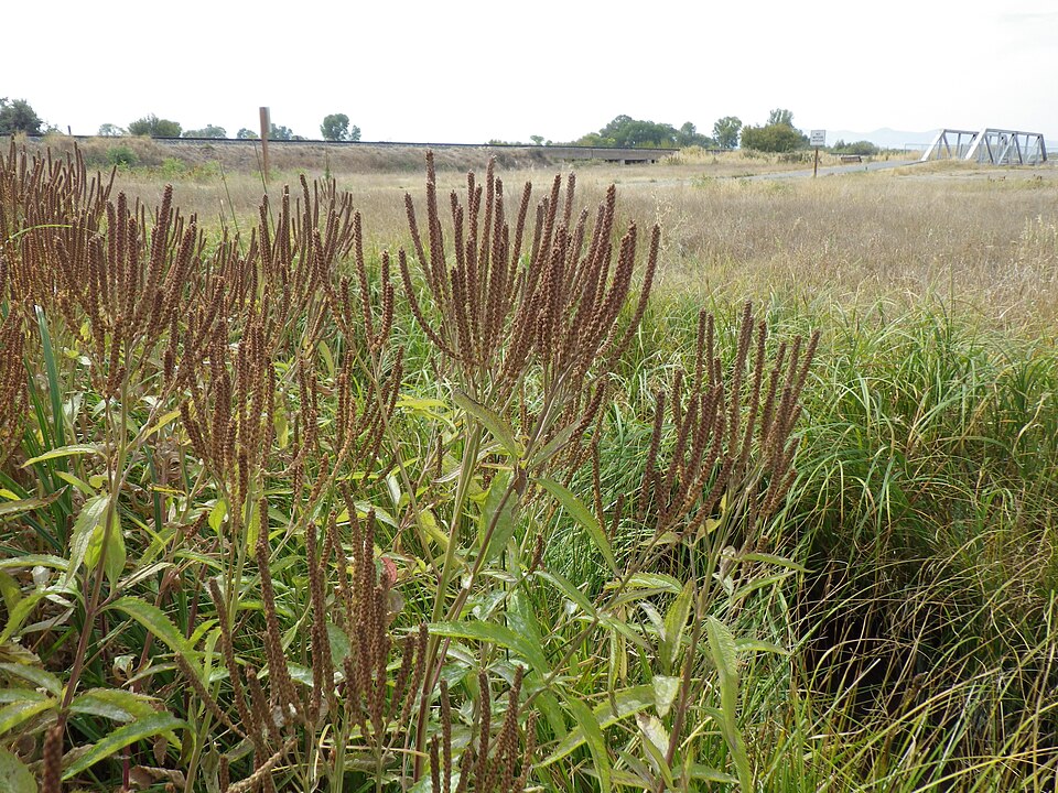 Verbena hastata (Blue Vervain)