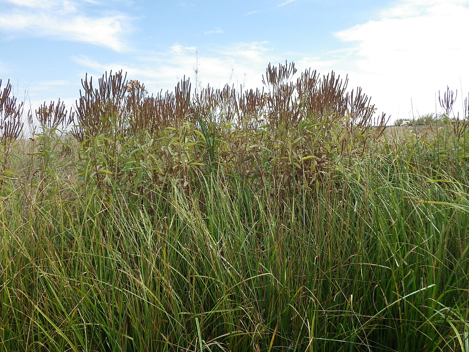 Verbena hastata (Blue Vervain)