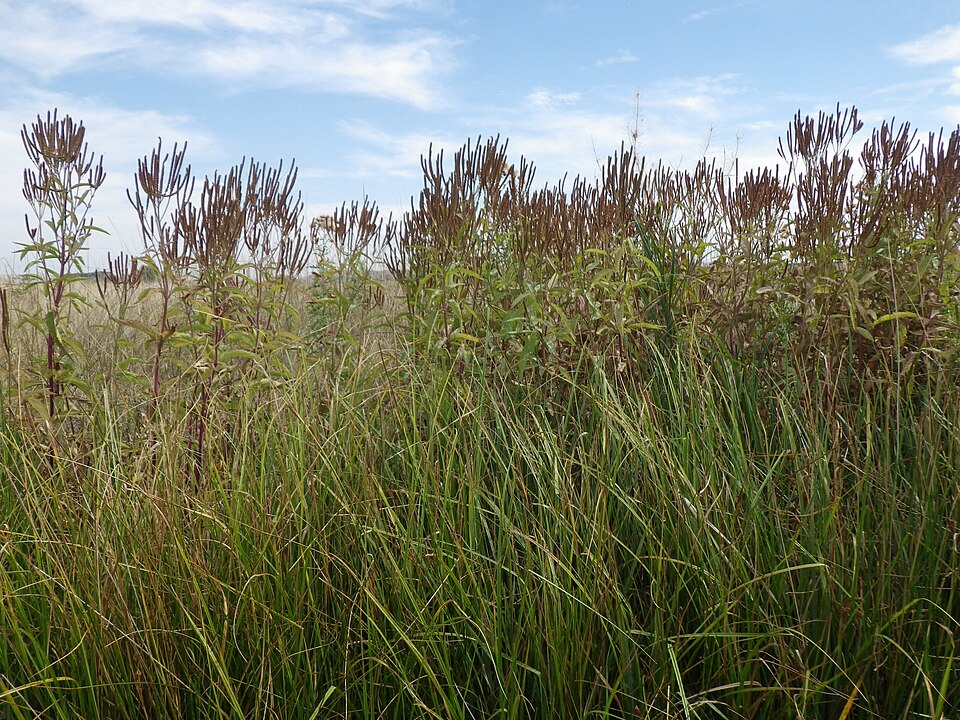 Verbena hastata (Blue Vervain)