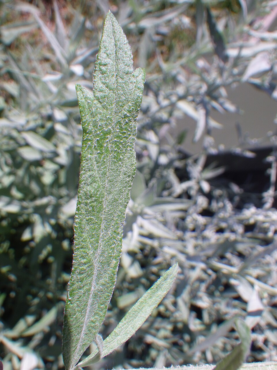 Artemisia ludoviciana (Silver Wormwood)