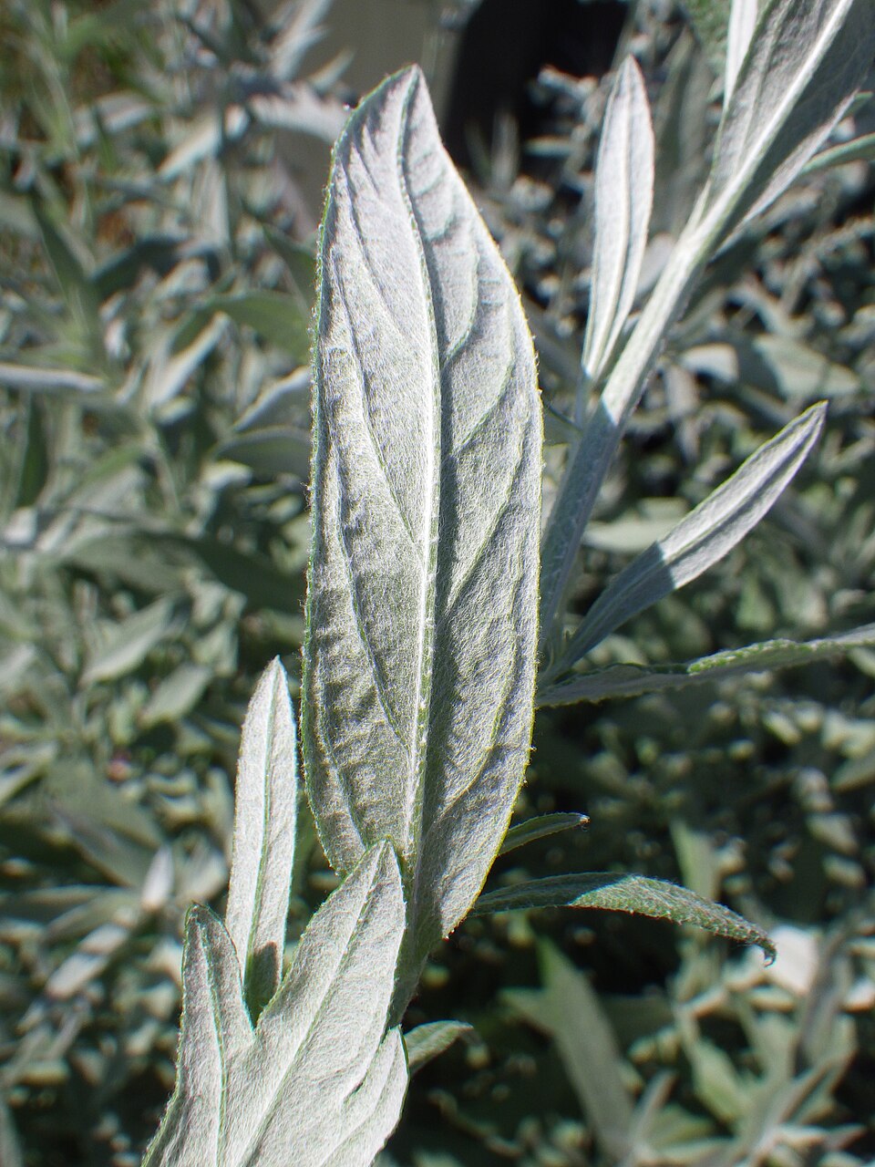 Artemisia ludoviciana (Silver Wormwood)
