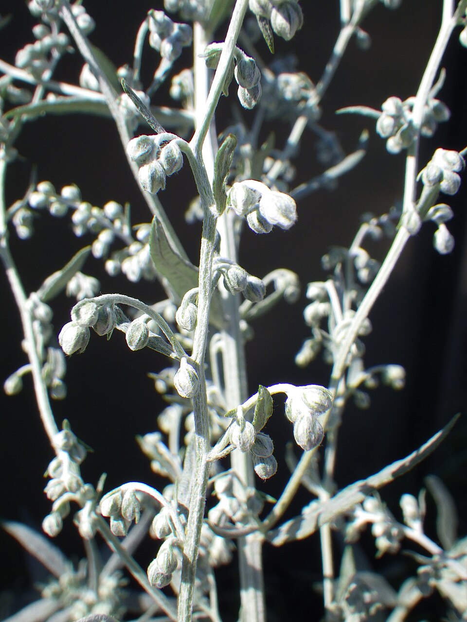 Artemisia ludoviciana (Silver Wormwood)