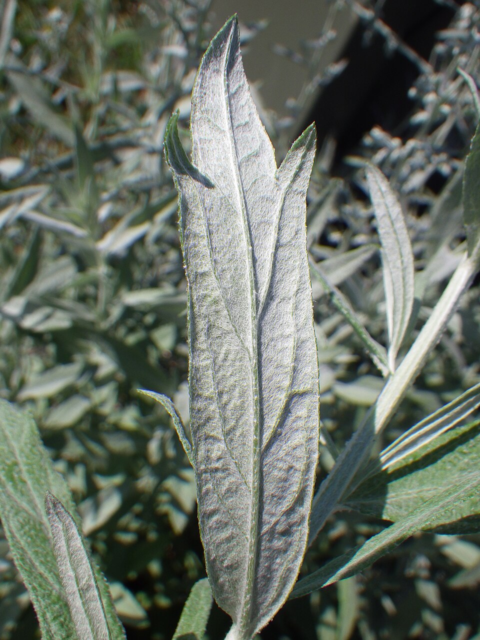 Artemisia ludoviciana (Silver Wormwood)