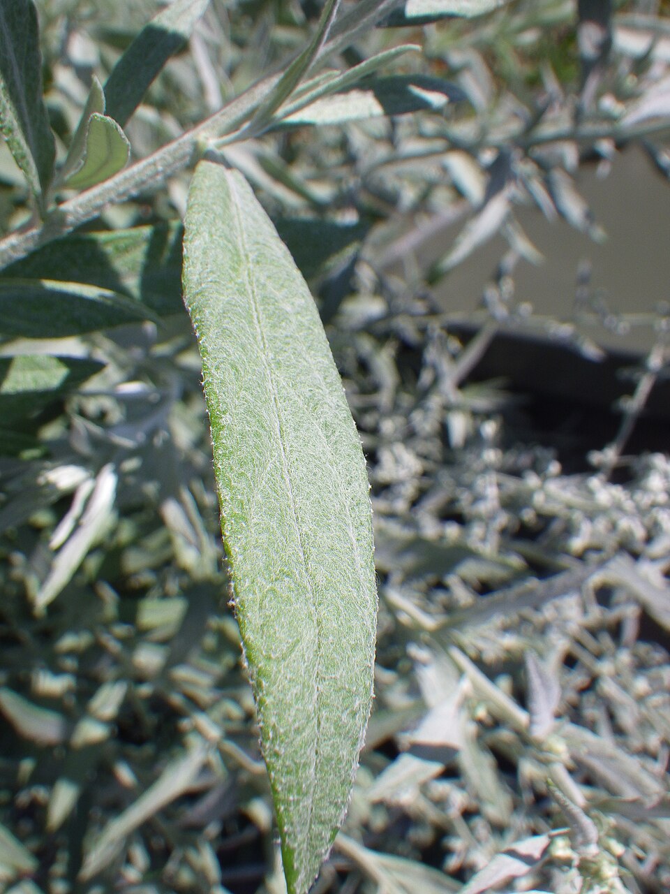 Artemisia ludoviciana (Silver Wormwood)