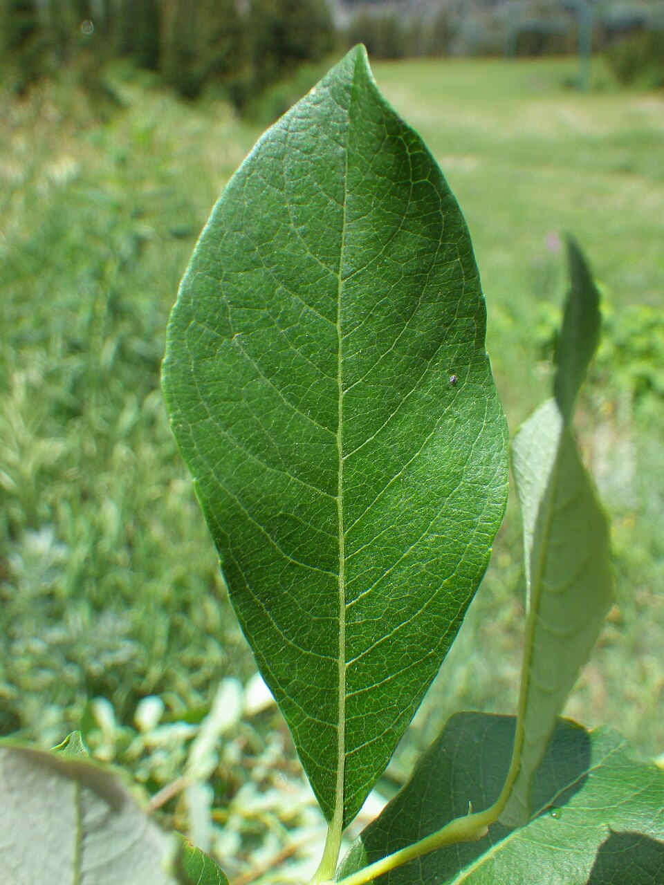 Salix scouleriana (Scouler’s willow) (alternate view 7)