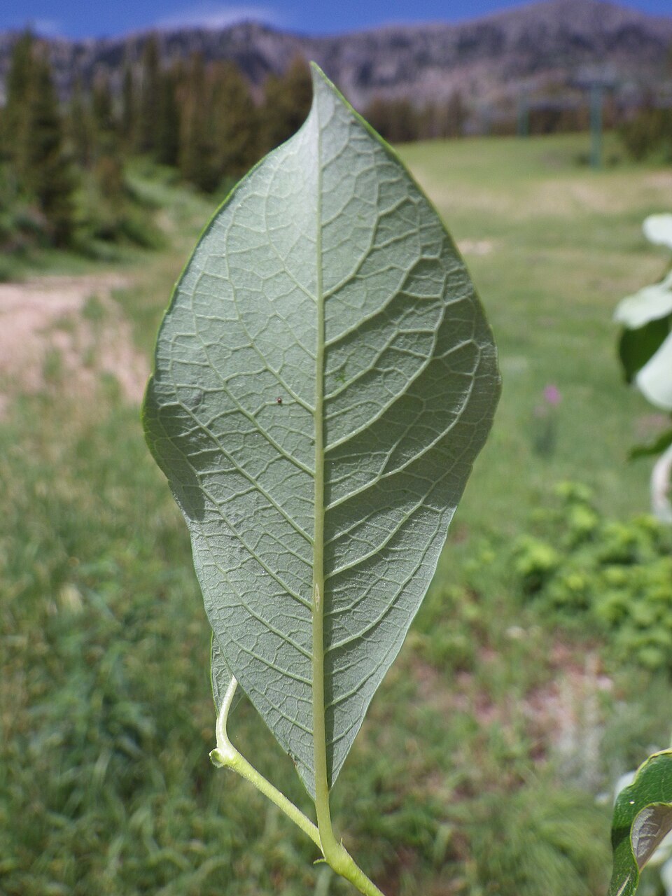 Salix scouleriana (Scouler’s willow) (alternate view 8)