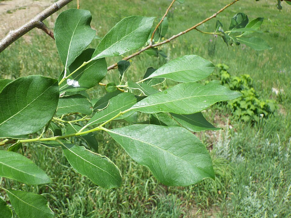 Salix scouleriana (Scouler’s willow) (alternate view 9)