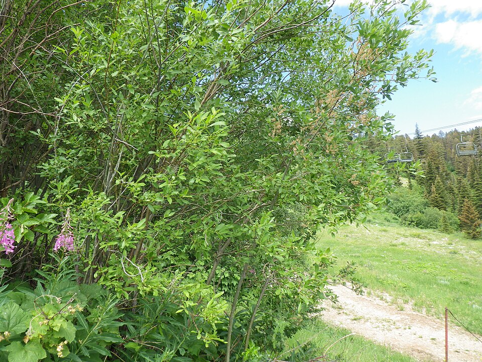 Salix scouleriana (Scouler’s willow) (alternate view 10)