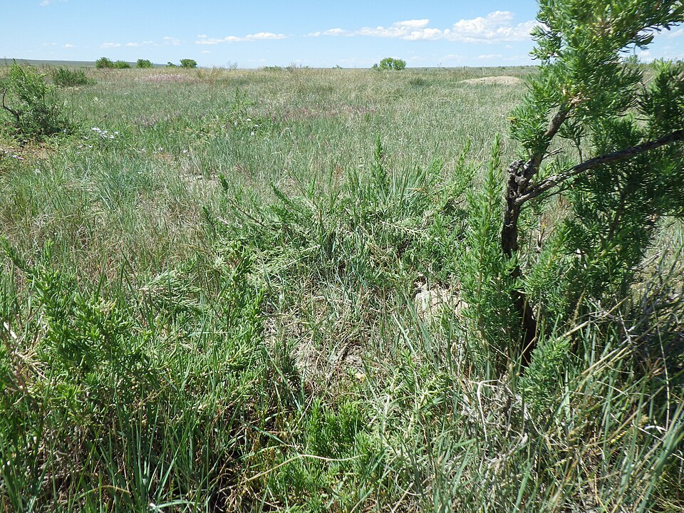 Sarcobatus vermiculatus (Greasewood) (alternate view 10)