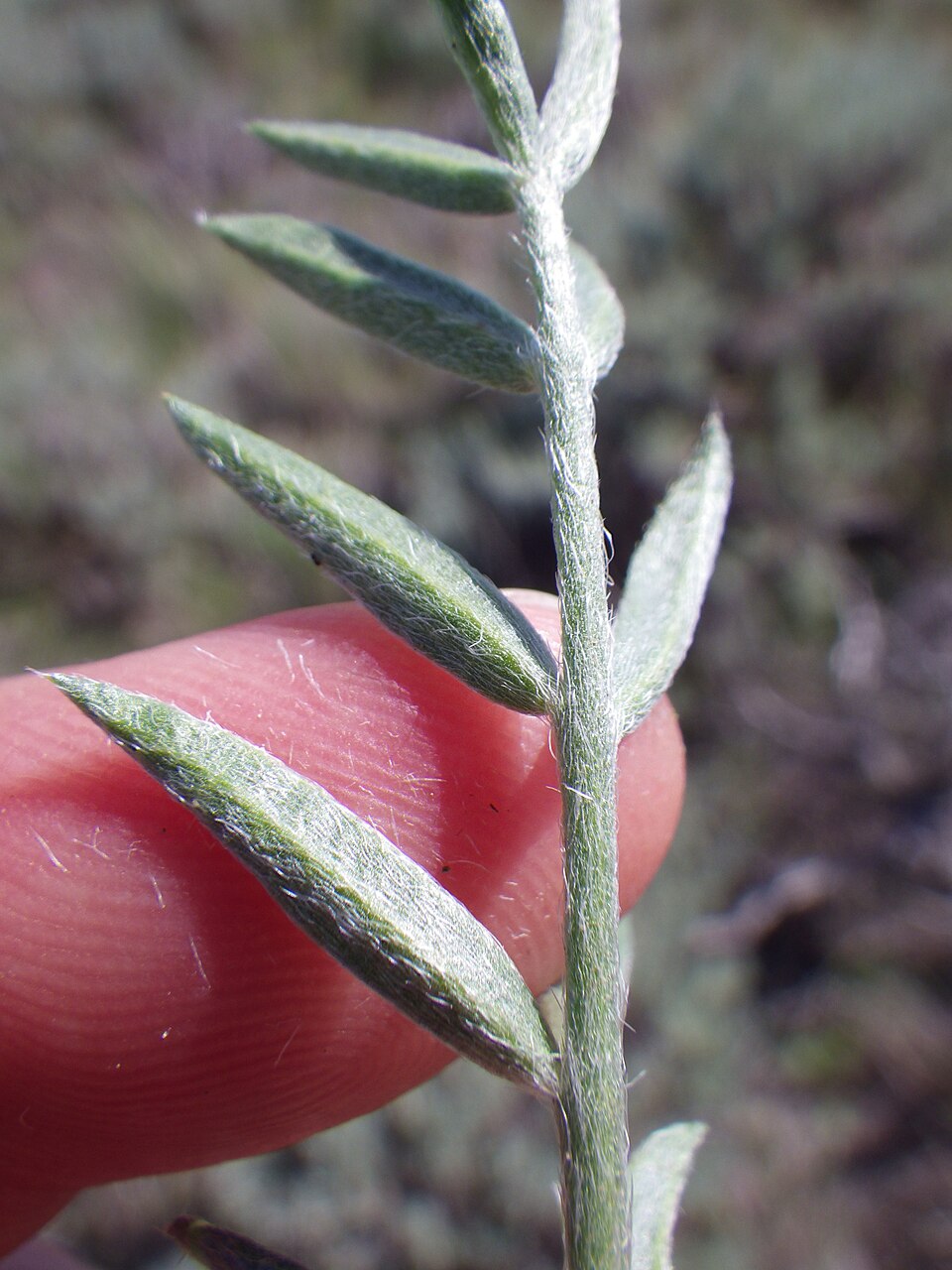 Oxytropis lambertii (Lambert's Locoweed) (alternate view 8)