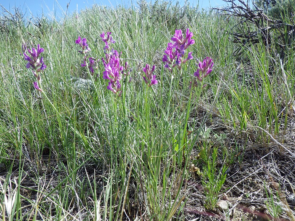 Oxytropis lambertii (Lambert's Locoweed) (alternate view 9)