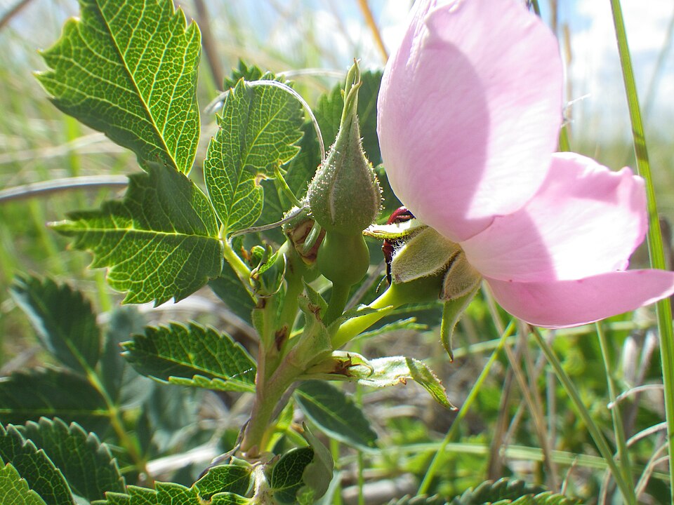 Rosa woodsii (Woods Rose) (alternate view 9)