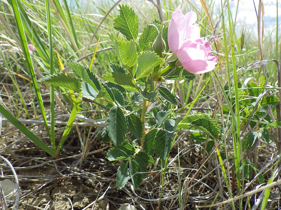 Rosa woodsii (Woods Rose) (alternate view 10)