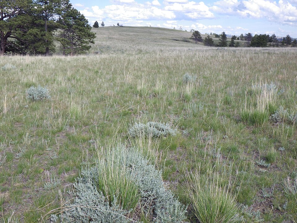 Koeleria macrantha (Prairie Junegrass) (alternate view 9)