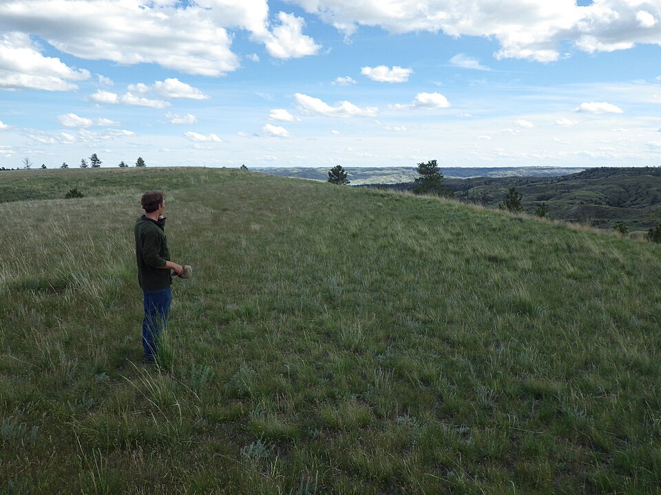 Koeleria macrantha (Prairie Junegrass) (alternate view 10)