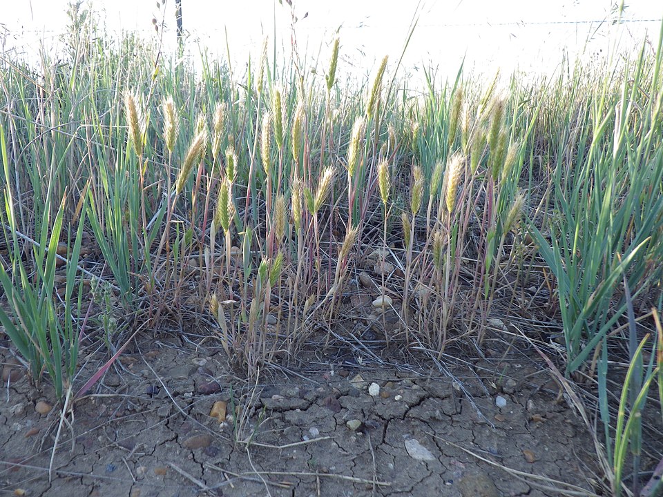 Hordeum pusillum (little barley) (alternate view 5)