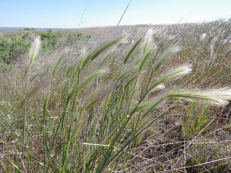 Hordeum jubatum (foxtail barley) (alternate view 7)