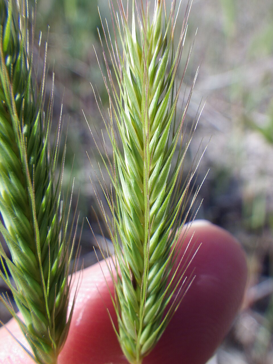 Hordeum pusillum (little barley) (alternate view 6)