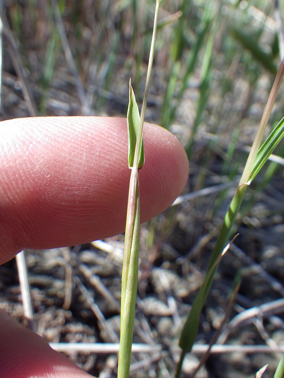 Hordeum pusillum (little barley) (alternate view 8)