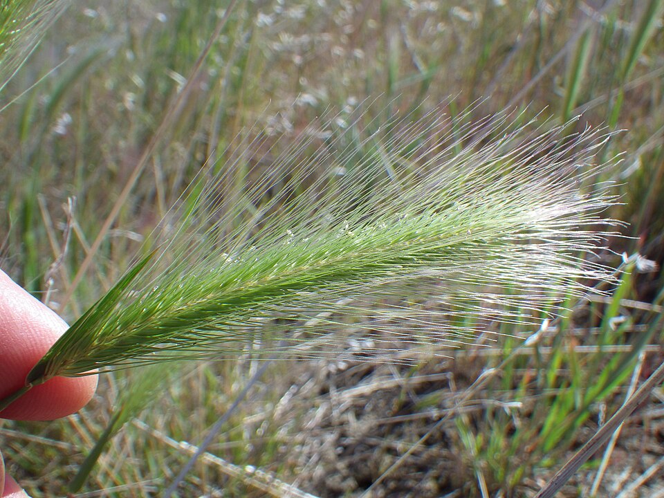 Hordeum jubatum (foxtail barley) (alternate view 8)