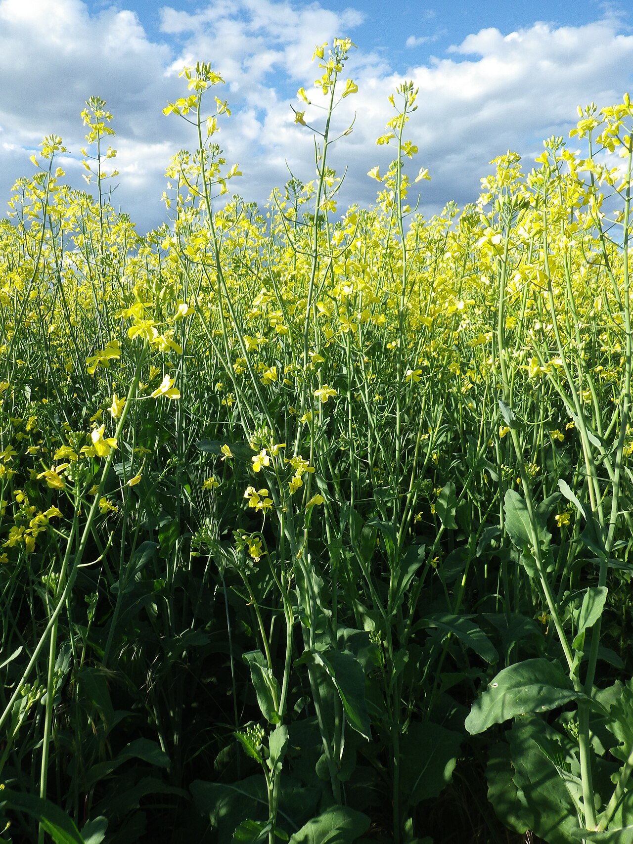 Brassica rapa, Turnip — upright (Brassicaceae) (image 5 of 7)